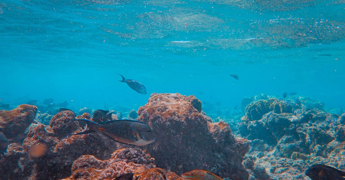 découvrez tout sur les poissons : espèces, habitats, alimentation et conseils pour les aquariums.