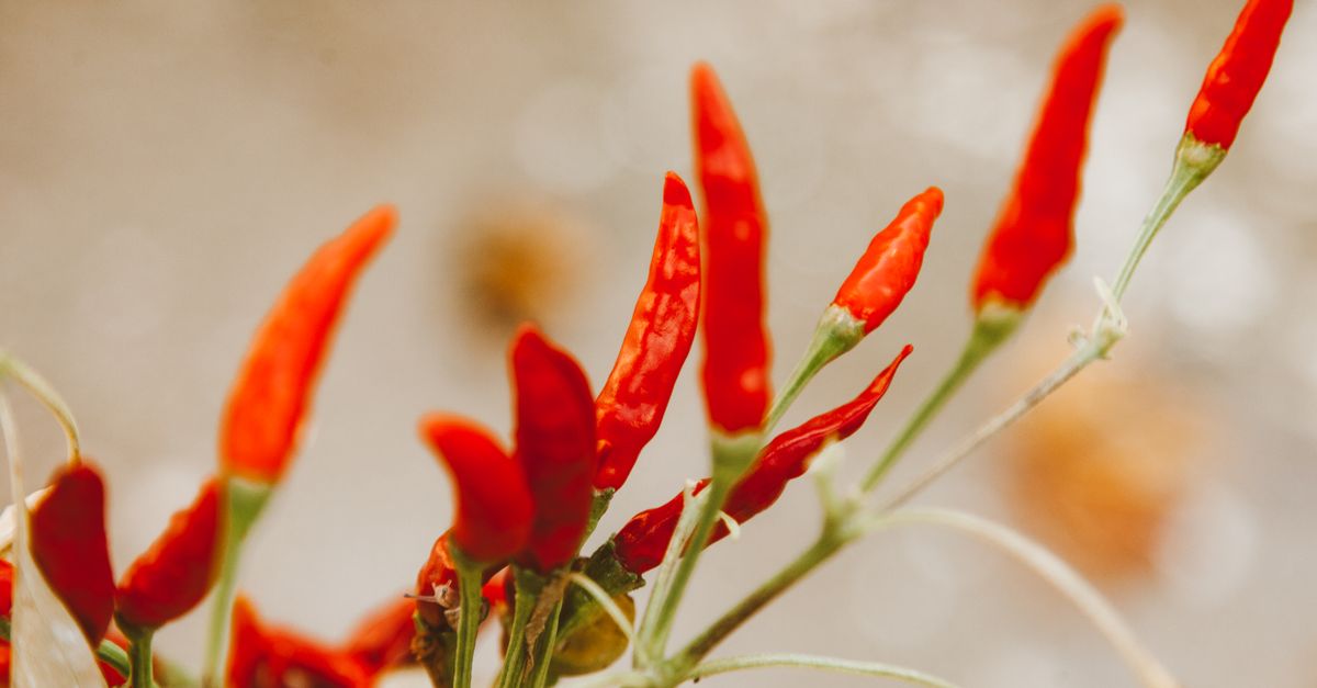 découvrez le cabri chili, une race caprine célèbre pour sa viande savoureuse et sa rusticité. parfait pour les éleveurs à la recherche d’un animal polyvalent et adapté aux climats variés.