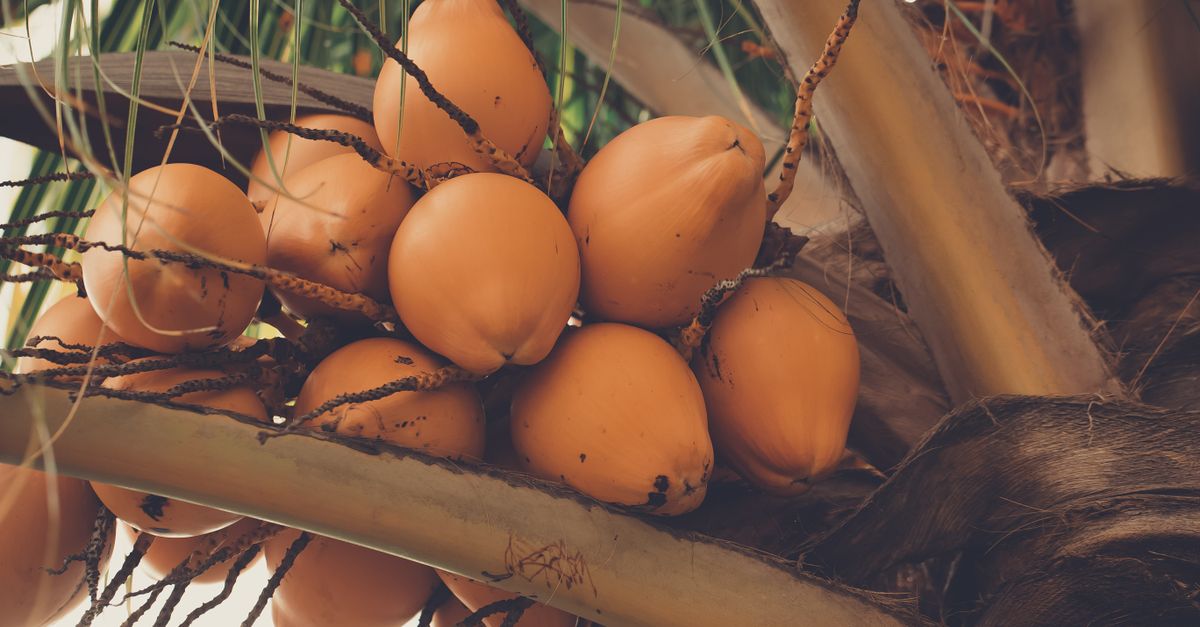 découvrez des desserts exotiques aux saveurs des noix de coco des caraïbes, parfaits pour une touche tropicale gourmande.