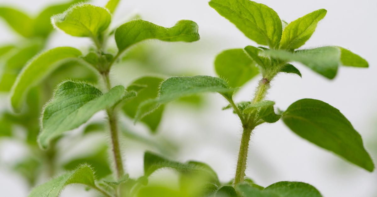 découvrez le thym, une herbe aromatique aux multiples vertus culinaires et médicinales, idéale pour parfumer vos plats et renforcer votre bien-être.