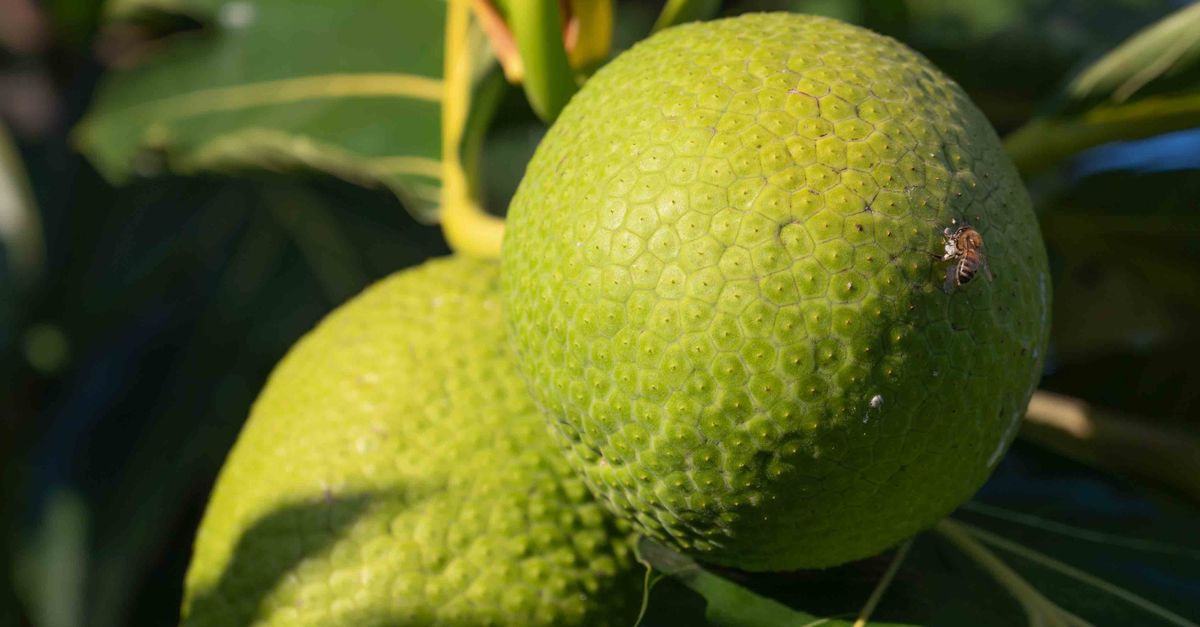 découvrez la pulpe de fruit à pain, un ingrédient nutritif et savoureux, parfait pour diverses recettes traditionnelles et modernes.