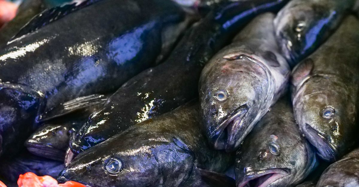 découvrez notre beurre de morue naturel, riche en oméga-3, idéal pour une alimentation saine et équilibrée. parfait pour cuisiner ou en complément nutritionnel.