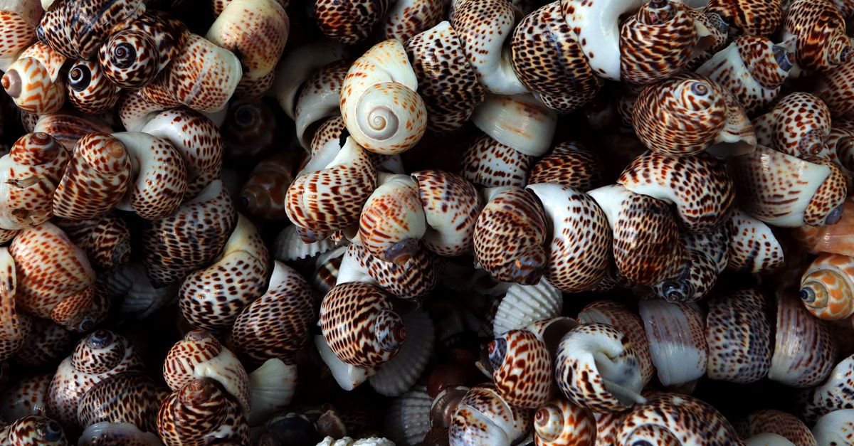 découvrez un trésor culinaire alliant saveurs authentiques et recettes d'exception pour éveiller vos papilles.