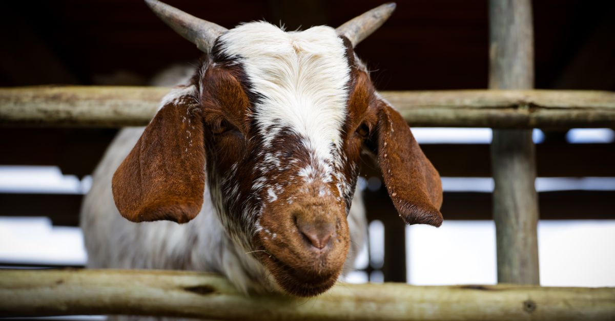 découvrez les bienfaits et les saveurs de la viande de chèvre, une viande saine, savoureuse et riche en protéines, idéale pour une alimentation équilibrée.
