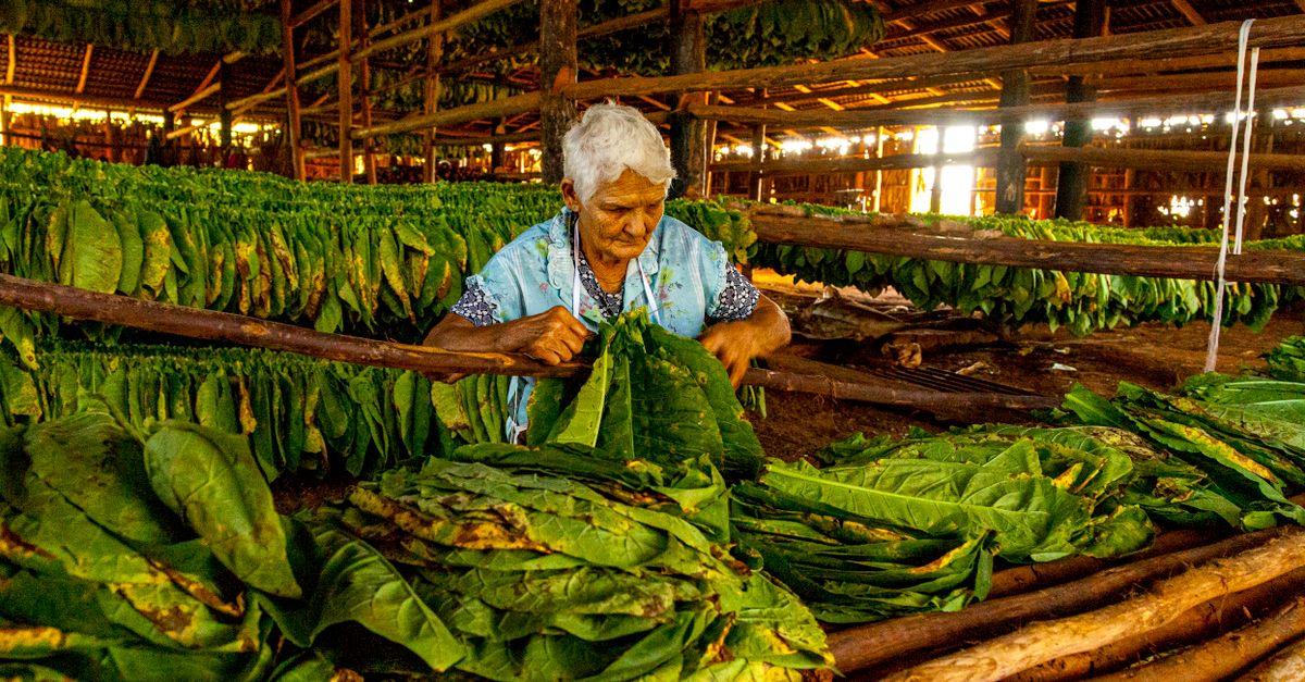 Accueil 5 découvrez l'art traditionnel de la cuisson et du fumage des aliments dans les caraïbes, alliant saveurs authentiques et techniques ancestrales pour des plats savoureux et uniques.