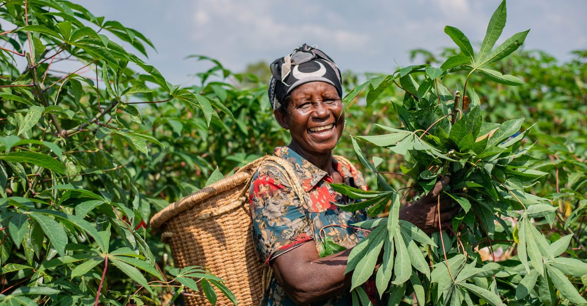 découvrez les techniques modernes de transformation du manioc pour valoriser cette ressource agricole essentielle, améliorer la qualité des produits et optimiser la production.