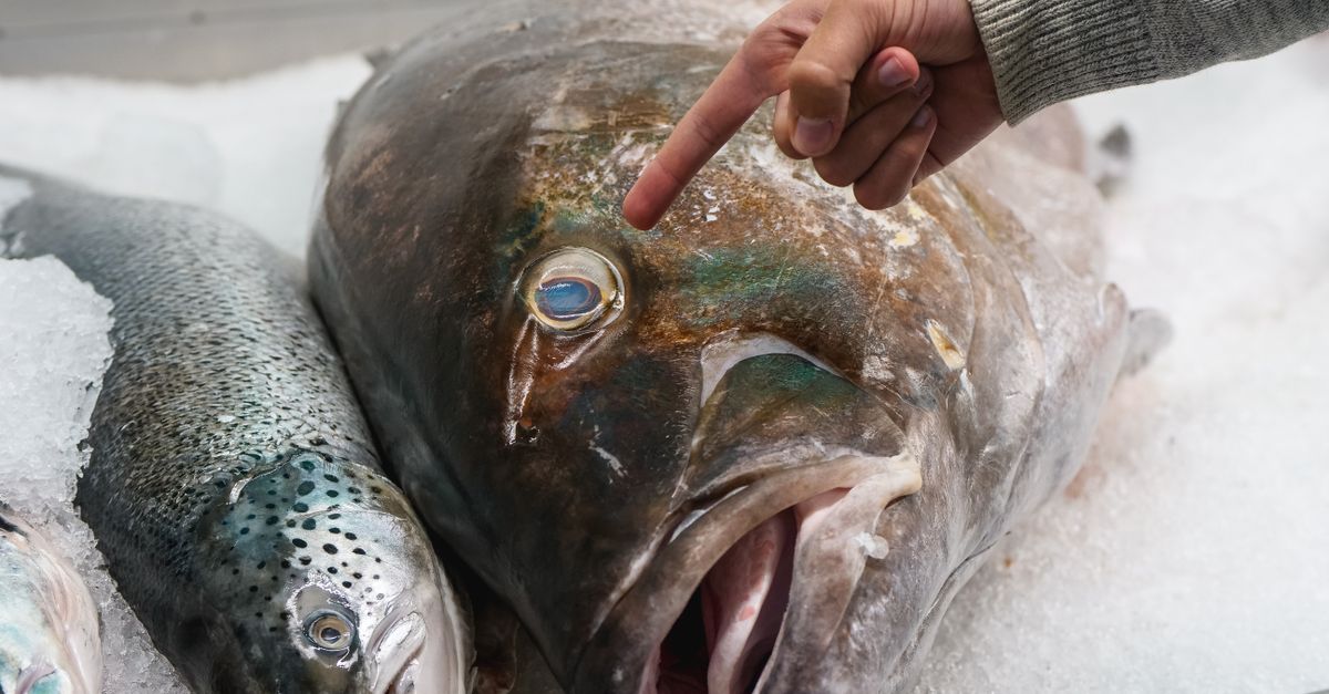 Accueil 5 découvrez les erreurs courantes lors du dessalage de la morue et apprenez comment les éviter pour obtenir un poisson parfaitement préparé.