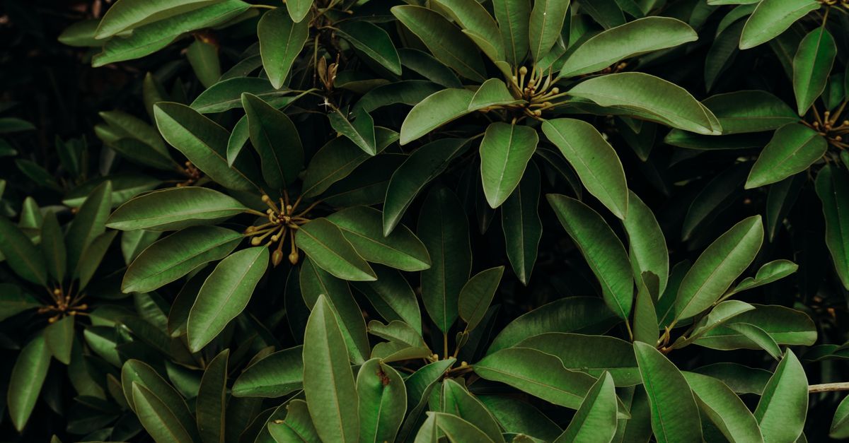 Accueil 5 découvrez les utilisations culinaires des feuilles de madère, un ingrédient aromatique qui apporte saveur et authenticité à vos plats.